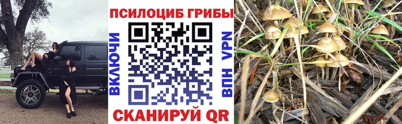 Купить закладки  Пионерский  Псилоцибиновые грибы мицелий 